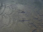 Trout swimming in Hummock Lake.