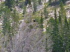 This Bald Eagle landed here after flying by us at the upper Born Lake.