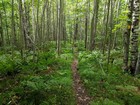 Typical trail conditions along the way to Lookout Mountain.