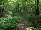 The trail was shady and pleasant.