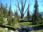 Stopping to check out a huge old tree during our descent to the middle Upper Redfish Lake.