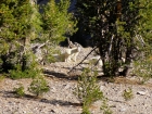 Goats resting in the saddle between Alta and Anonymous.