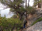 Ancient Whitebark Pine on Wet Creek Point.