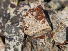 Lady bugs on the summit of Cabin Mountain.