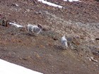 Shaggy goats just north of Lime's summit.