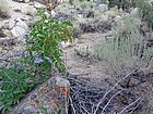 Elderberry and cactus, next to the trail.