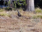 Close up shot of a grouse by the trail.