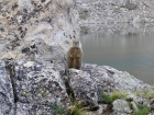 This indignant marmot at my favorite hiking shirt!
