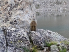 This indignant marmot at my favorite hiking shirt!