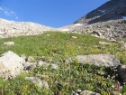 Lots of wildflowers as we climb the to saddle on the south ridge of Fremont Peak.