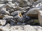 We saw this Pine Marten at around 13200' on Fremont Peak.