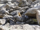 Pine Marten on Fremont Peak