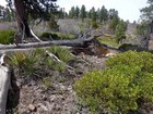 Cool mix of plant life early in the hike.