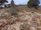 Plentiful cactus on the way to Never Done Mountain.