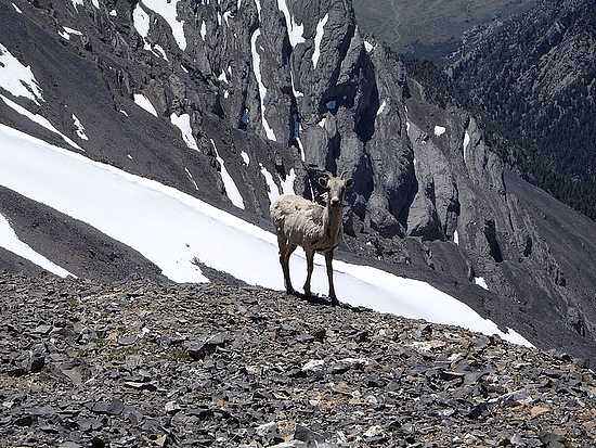 Bighorn Ewe on the summit of Mount Breitenbach.