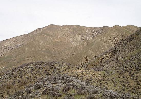 Cervidae Peak