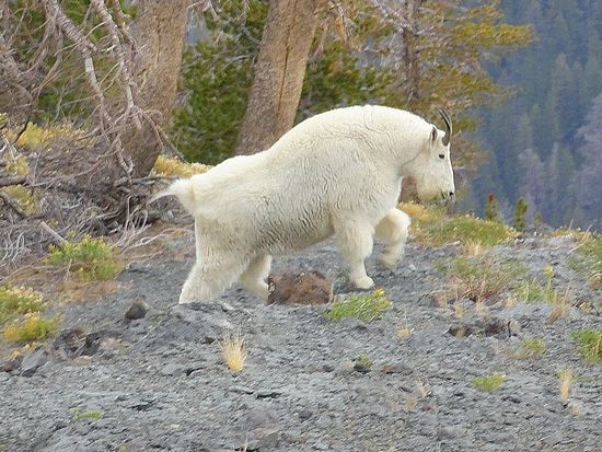 Mountain Goat seen neer Deer Lakes.