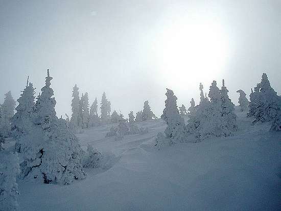 Frozen trees on Mount Harrison.