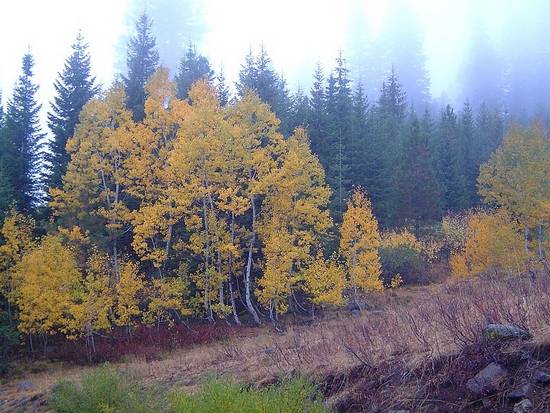 Fall Colors near Chokecherry Flat